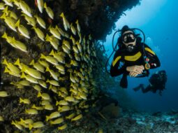 Darke Hull:Scuba Diving