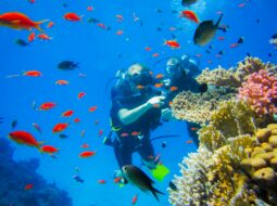 Darke Hull-Scuba Diving
