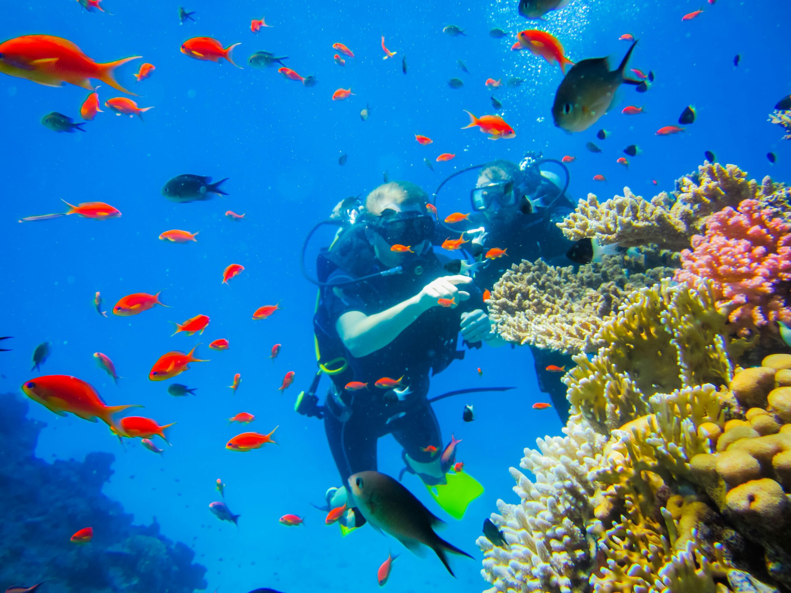 Darke Hull-Scuba Diving