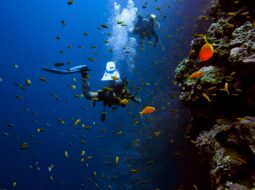 deep-wellness-dive-exploring-the-mind-and-body-benefits-of-scuba-diving