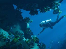 Darke Hull - Scuba Diving