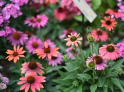 How to Design a Healing Garden for Rest, Renewal, and Recovery