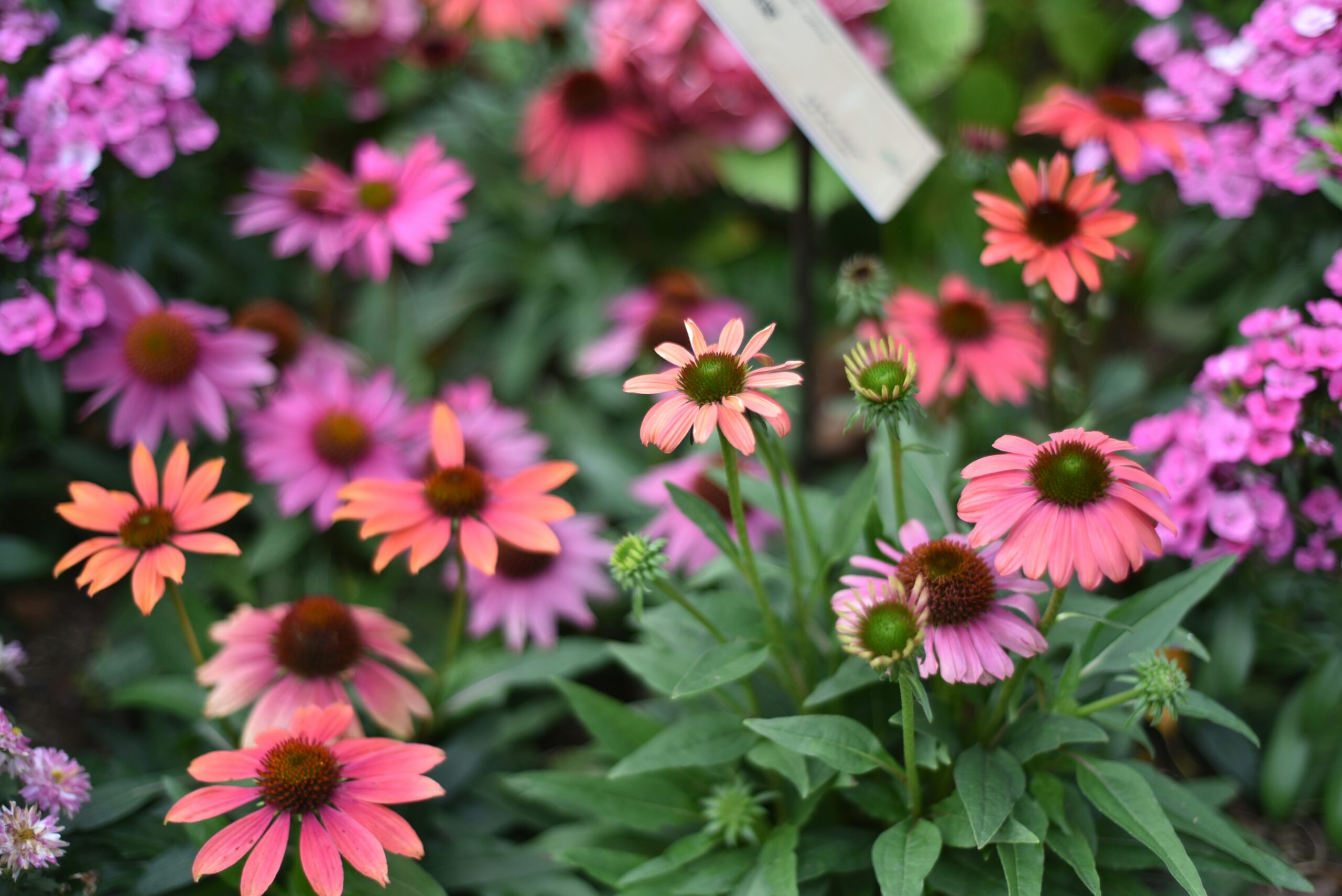 How to Design a Healing Garden for Rest, Renewal, and Recovery